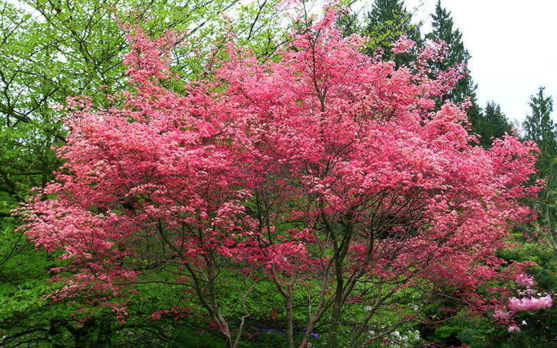  Shindeshojo Japanese Maple - 1 Gallon Pot