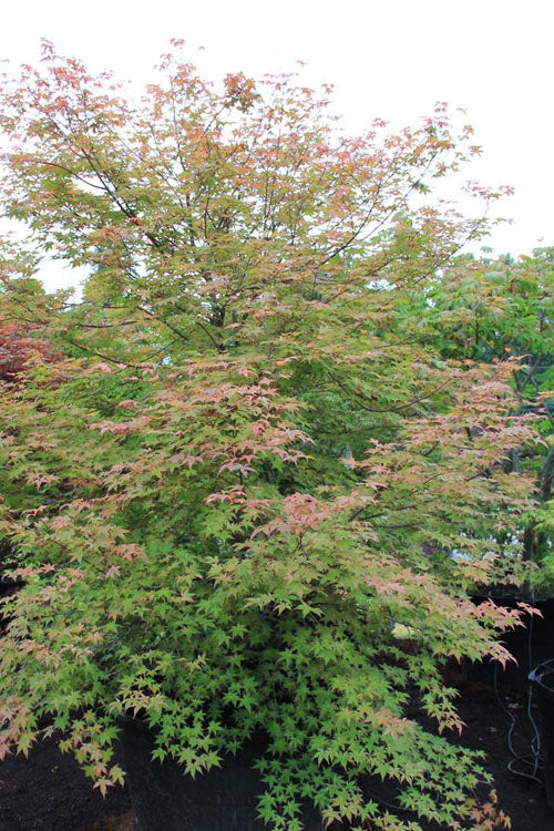  Shindeshojo Japanese Maple - 5 Gallon Pot (5-6')
