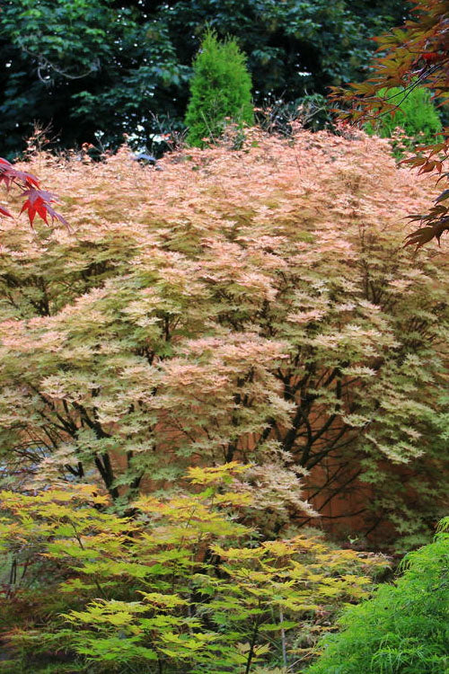  Shindeshojo Japanese Maple - 1 Gallon Pot