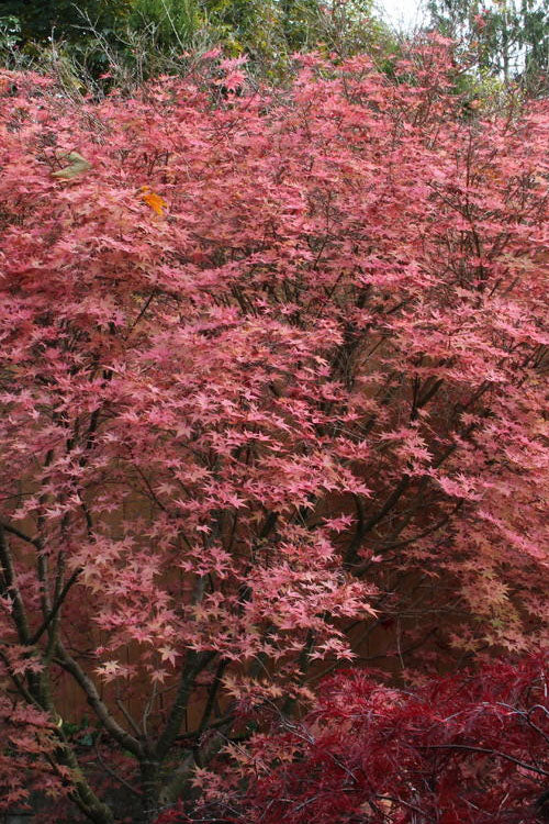  Shindeshojo Japanese Maple - 1 Gallon Pot