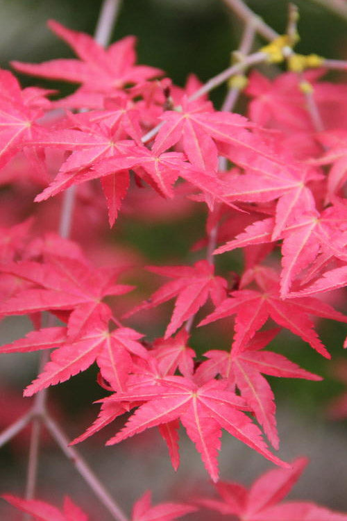  Shindeshojo Japanese Maple - 5 Gallon Pot (2-3')