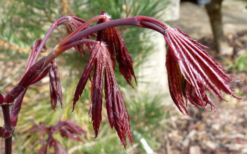  Trompenburg Japanese Maple - 3 Gallon Pot