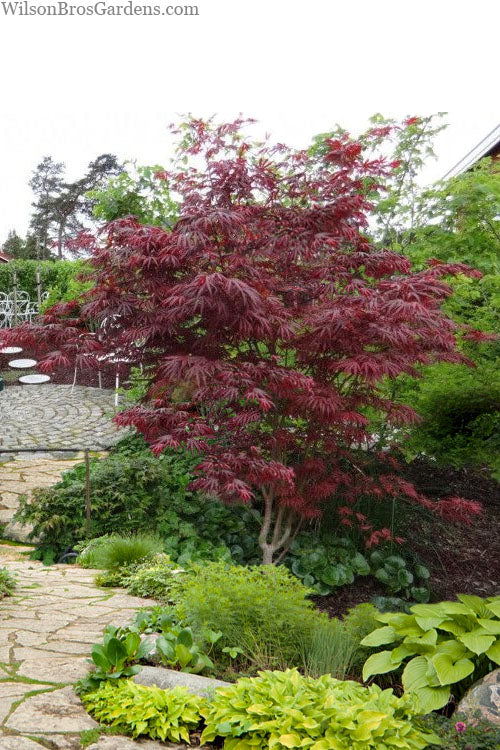  Trompenburg Japanese Maple - 3 Gallon Pot