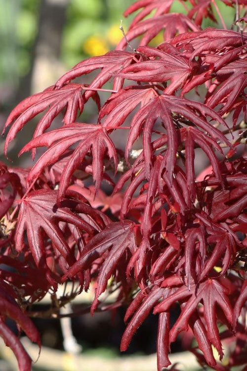  Trompenburg Japanese Maple - 3 Gallon Pot