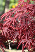  Trompenburg Japanese Maple - 5 Gallon Pot