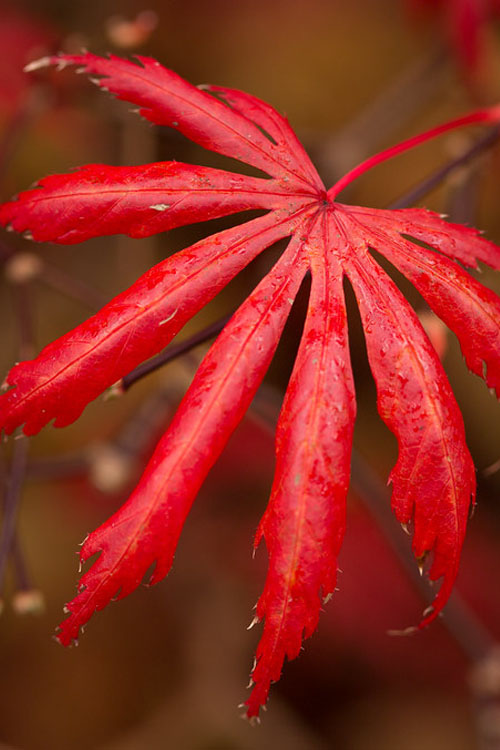  Trompenburg Japanese Maple - 3 Gallon Pot