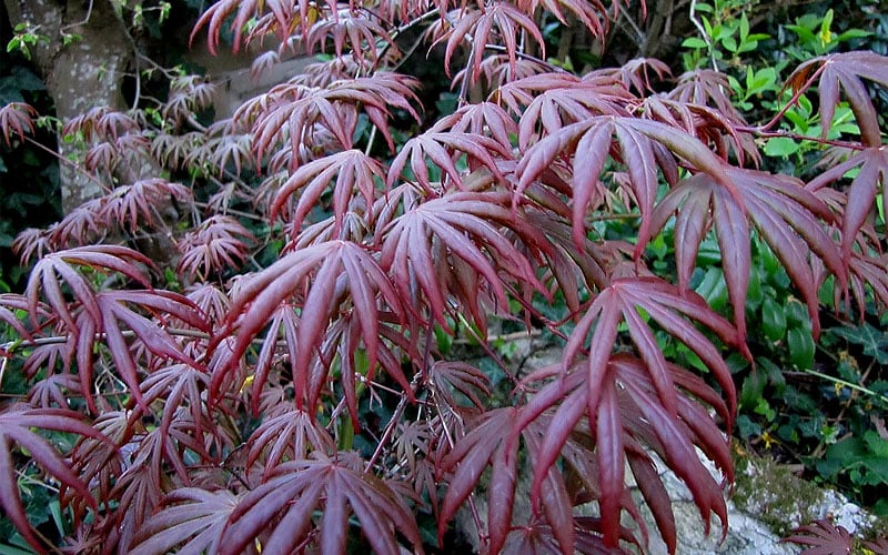  Trompenburg Japanese Maple - 5 Gallon Pot