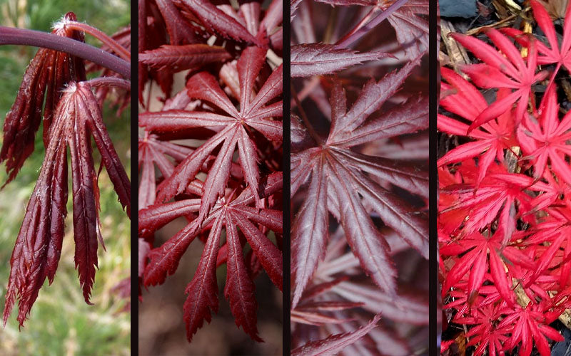  Trompenburg Japanese Maple - 3 Gallon Pot