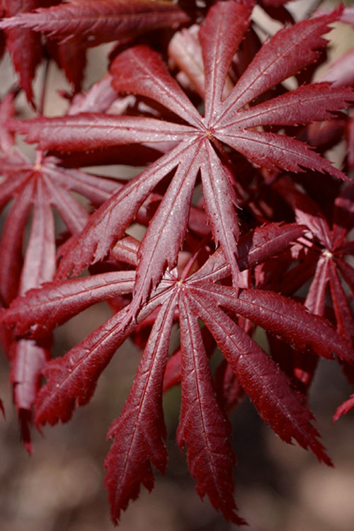  Trompenburg Japanese Maple - 3 Gallon Pot