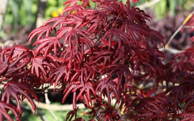  Trompenburg Japanese Maple - 5 Gallon Pot