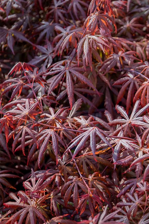  Trompenburg Japanese Maple - 5 Gallon Pot