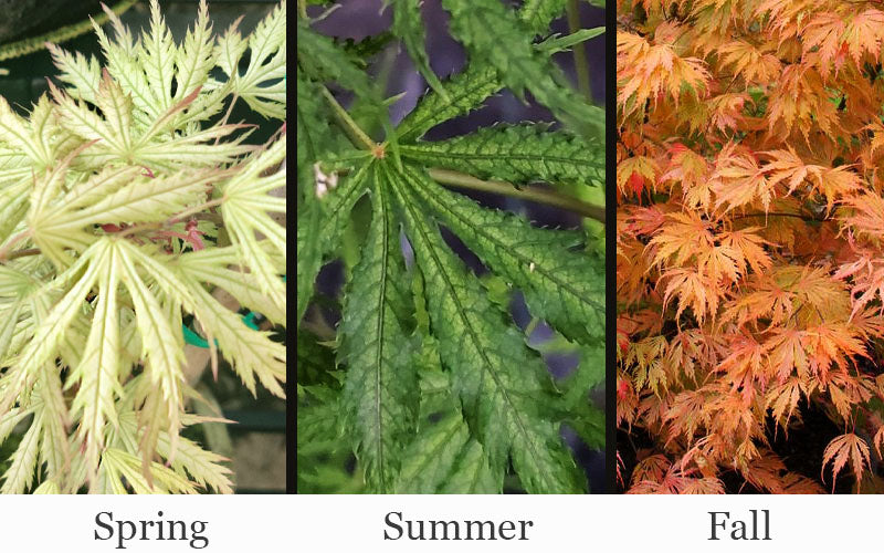  Sister Ghost Japanese Maple - 1 Gallon Pot