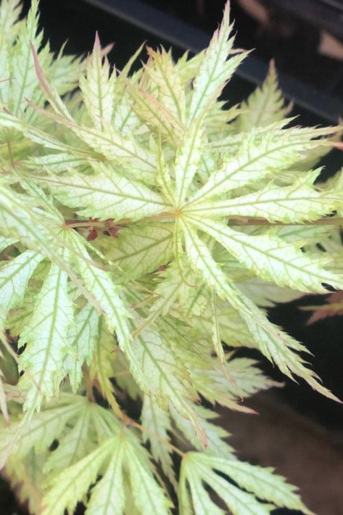  Sister Ghost Japanese Maple - 3 Gallon Pot (3-4')