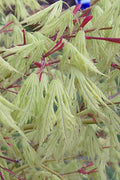  Sister Ghost Japanese Maple - 3 Gallon Pot (2-3')