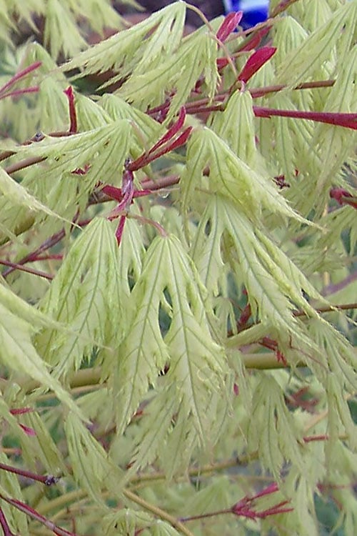  Sister Ghost Japanese Maple - 3 Gallon Pot (3-4')