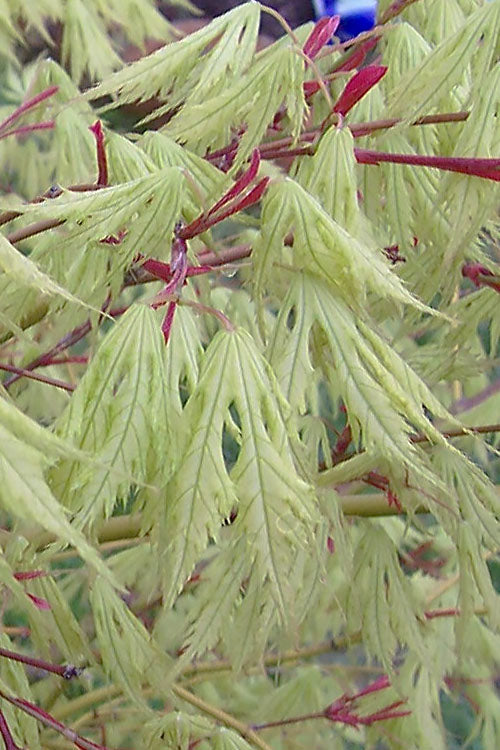  Sister Ghost Japanese Maple - 1 Gallon Pot