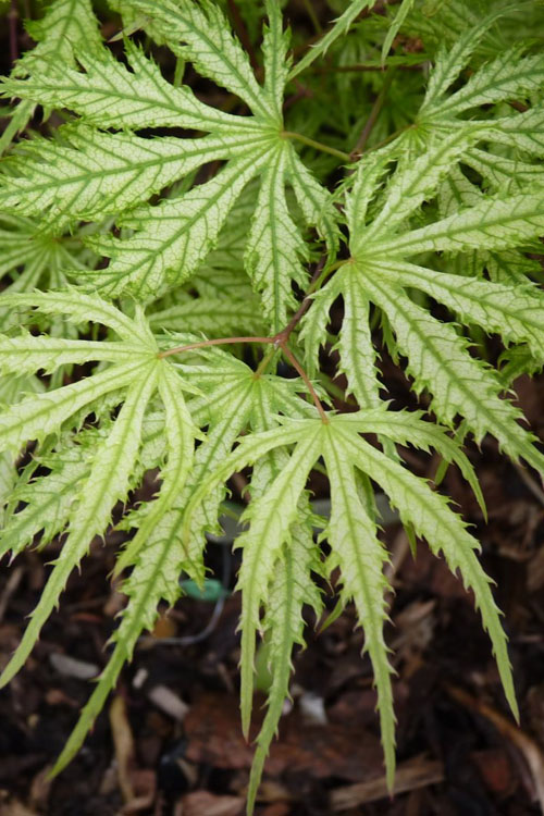  Sister Ghost Japanese Maple - 3 Gallon Pot (2-3')