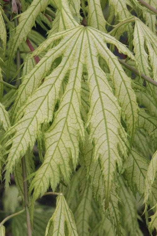  Sister Ghost Japanese Maple - 1 Gallon Pot