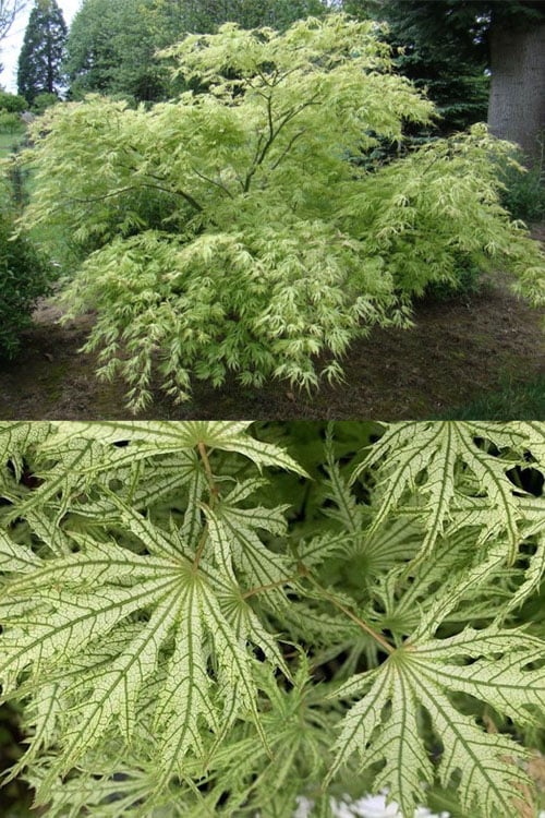  Sister Ghost Japanese Maple - 3 Gallon Pot (3-4')