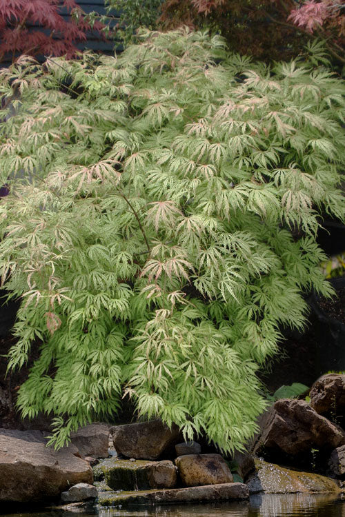  Sister Ghost Japanese Maple - 1 Gallon Pot