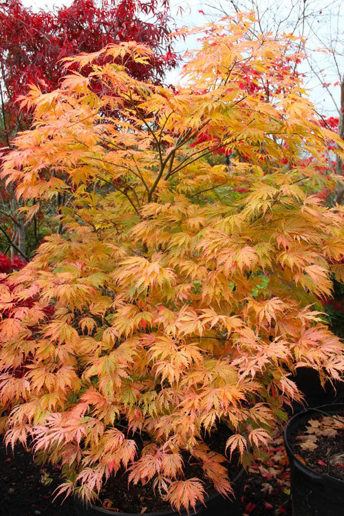  Sister Ghost Japanese Maple - 3 Gallon Pot (2-3')