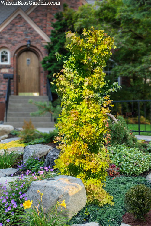  Skyscraper Columnar Japanese Maple - 2 Gallon Pot