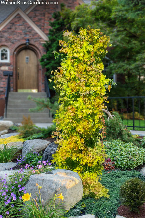 Skyscraper Columnar Japanese Maple - 2 Gallon Pot