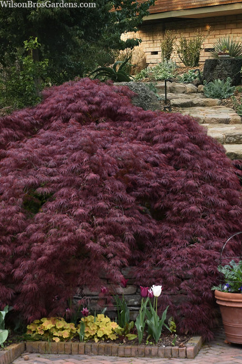  Tamukeyama Dwarf Red Japanese Maple (High Grafted Tree Form) - 3 Gallon Pot