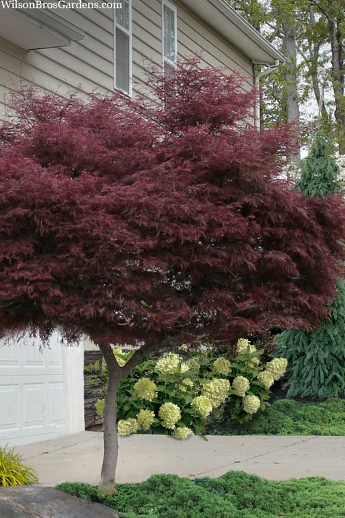  Tamukeyama Dwarf Red Japanese Maple - 1 Gallon Pot - High Grafted Tree Form 