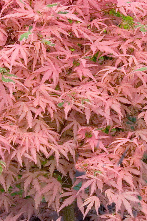  Taylor Pink Japanese Maple - 7 Gallon Pot