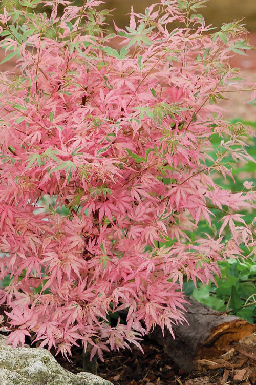 Taylor Pink Japanese Maple - 7 Gallon Pot
