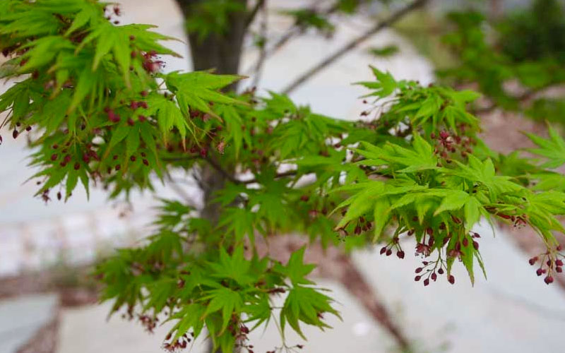  Tobiosho Japanese Maple Tree - 1 Gallon Pot