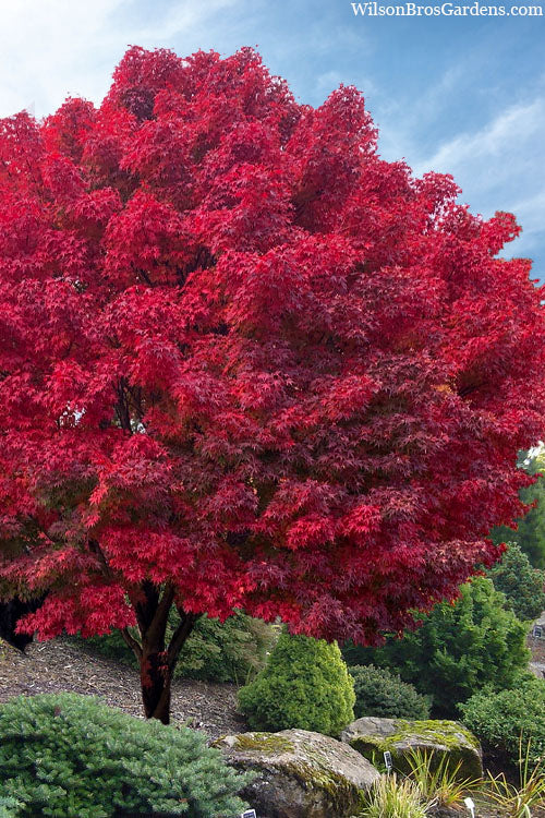  Tobiosho Japanese Maple Tree - 1 Gallon Pot