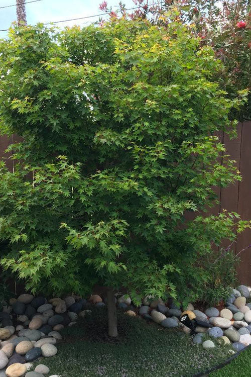  Tobiosho Japanese Maple Tree - 3 Gallon Pot (5-6')