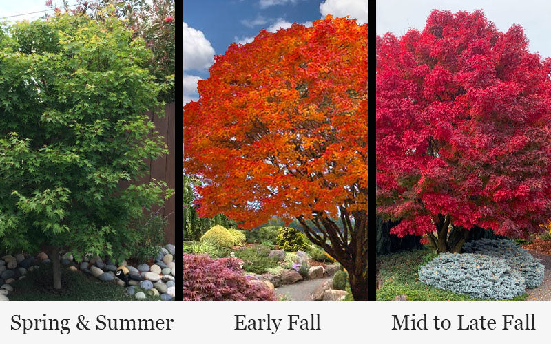  Tobiosho Japanese Maple Tree - 3 Gallon Pot (5-6')