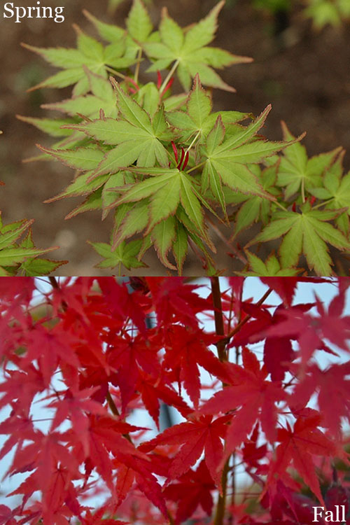  Tsukasa Silhouette Japanese Maple - 3 Gallon Pot (6-7')