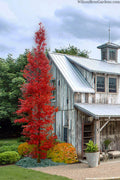  Tsukasa Silhouette Japanese Maple - 7 Gallon Pot (5-6')