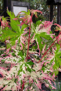  Uzen Nishiki Pink Variegated Japanese Maple - 3 Gallon Pot