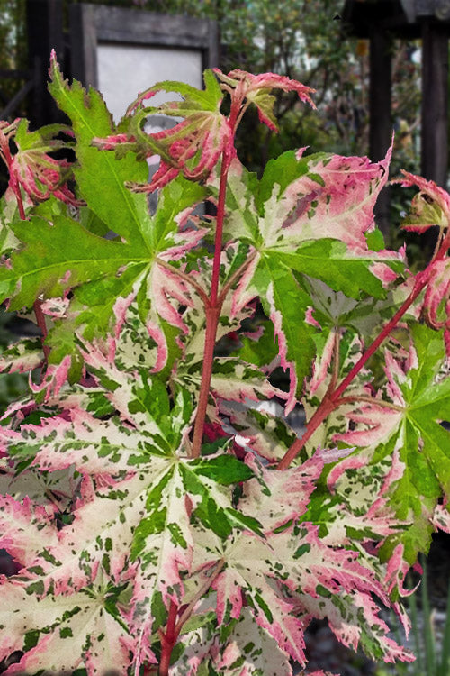  Uzen Nishiki Pink Variegated Japanese Maple - 3 Gallon Pot