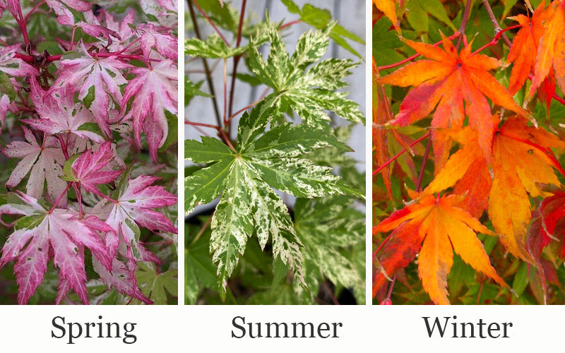  Uzen Nishiki Pink Variegated Japanese Maple - 3 Gallon Pot