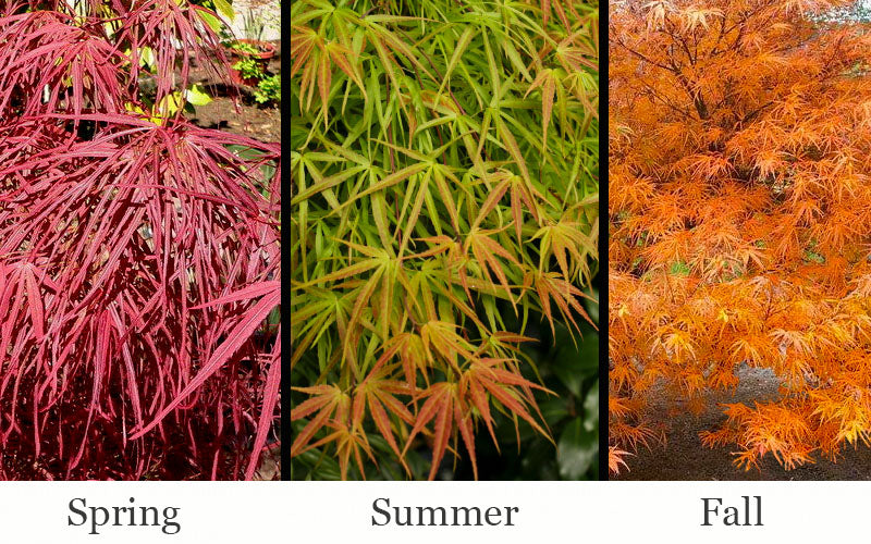  Villa Taranto Japanese Maple - 5 Gallon Pot