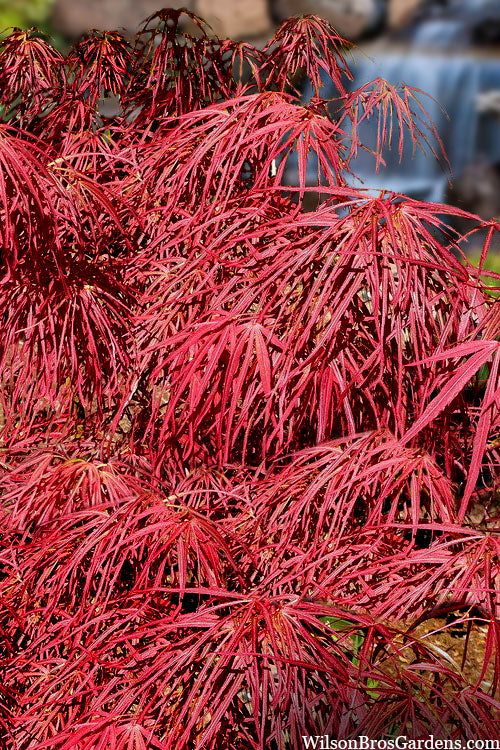  Villa Taranto Japanese Maple - 5 Gallon Pot