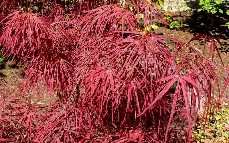  Villa Taranto Japanese Maple - 5 Gallon Pot