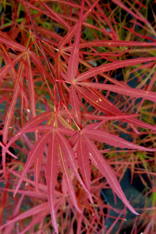  Villa Taranto Japanese Maple - 1 Gallon Pot