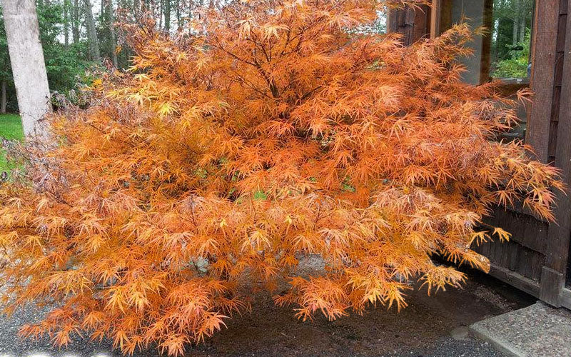  Villa Taranto Japanese Maple - 1 Gallon Pot