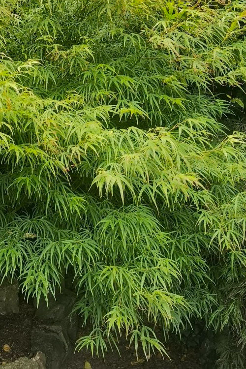  Villa Taranto Japanese Maple - 1 Gallon Pot