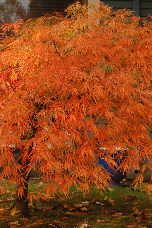  Viridis Dwarf Green Japanese Maple (Tree Form) - 7 Gallon Pot