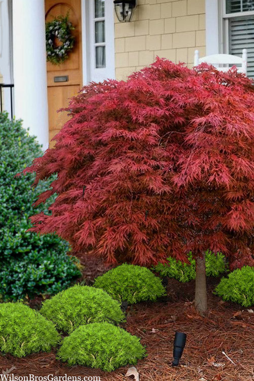  Victoria Red Sensation Weeping Japanese Maple - 3 Gallon Pot