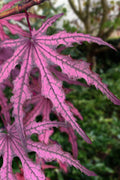  Waveleaf Japanese Maple - 6 Gallon Pot