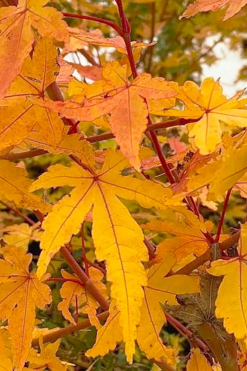  Wild Fire Coral Bark Japanese Maple - 3 Gallon Pot (6-7')